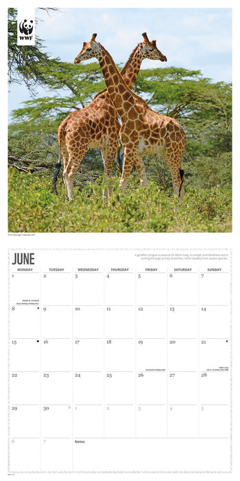 WWF Giraffes 2026 Square Wall Calendar