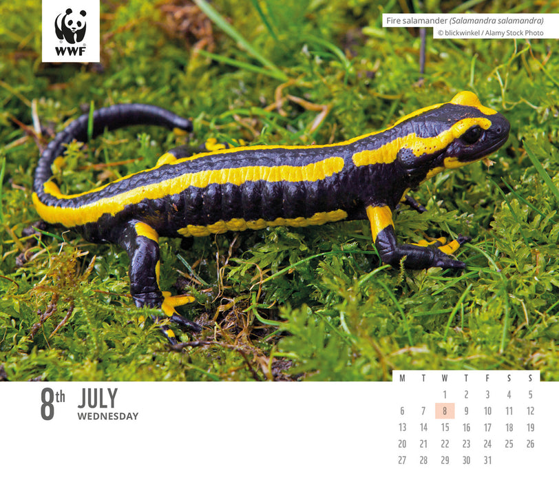 WWF Natural World 2026 Page-A-Day Calendar