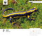 WWF Natural World 2026 Page-A-Day Calendar