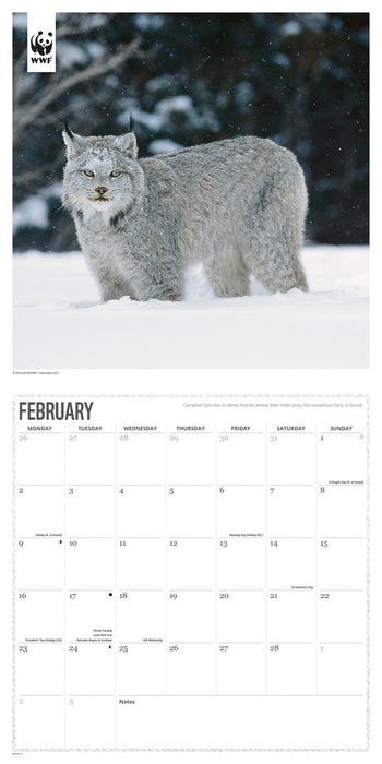 WWF Big Cats 2026 Square Wall Calendar