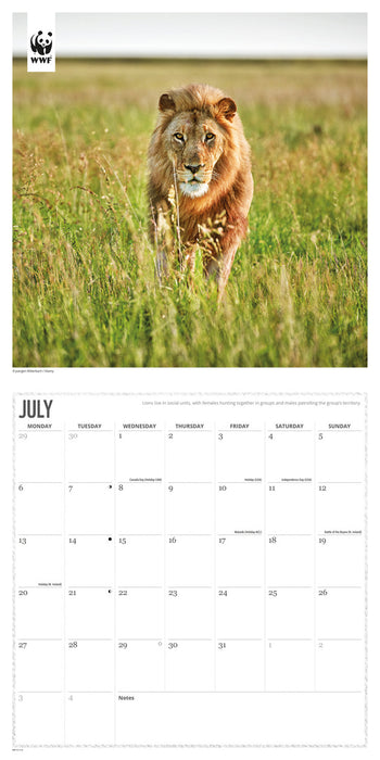 WWF Big Cats 2026 Square Wall Calendar