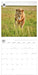 WWF Big Cats 2026 Square Wall Calendar