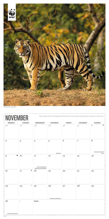 WWF Big Cats 2026 Square Wall Calendar