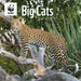 WWF Big Cats 2026 Square Wall Calendar