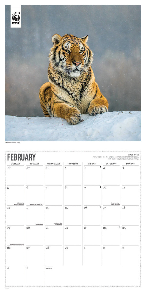 2024 WWF Big Cats Wall Calendar — Calendar Club