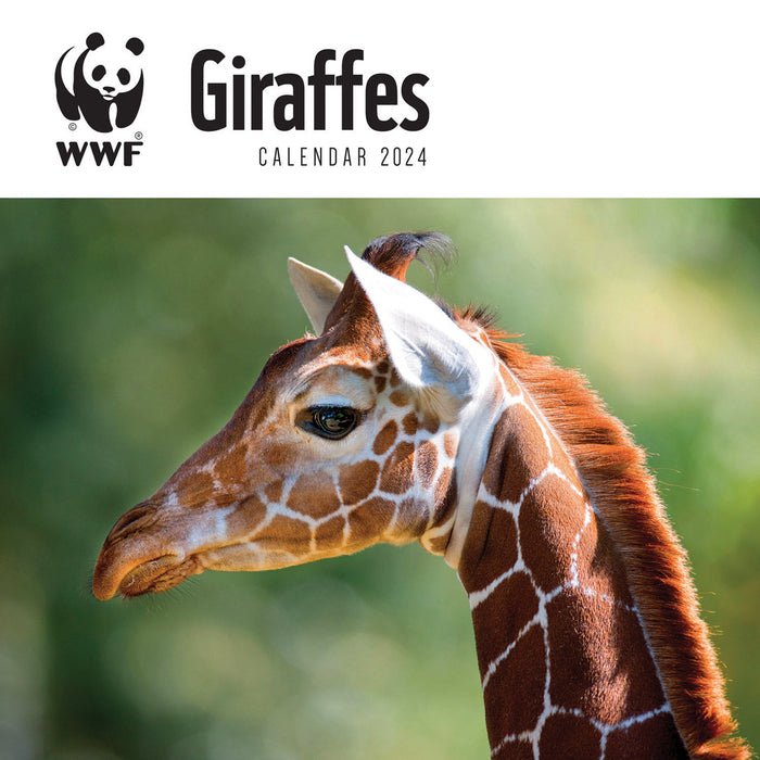 2024 WWF Giraffes Wall Calendar