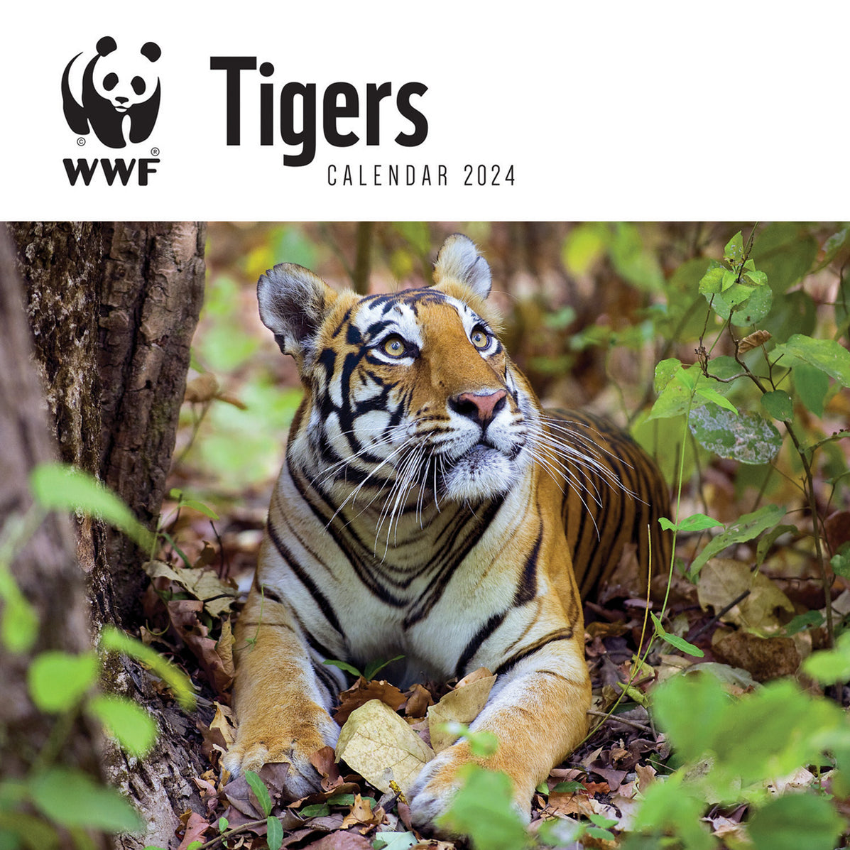 2024 WWF Tigers Wall Calendar — Calendar Club