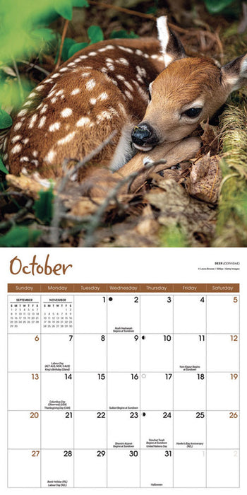 2024 Baby Animals Mini Wall Calendar