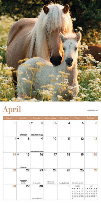 2024 Horses Mini Wall Calendar