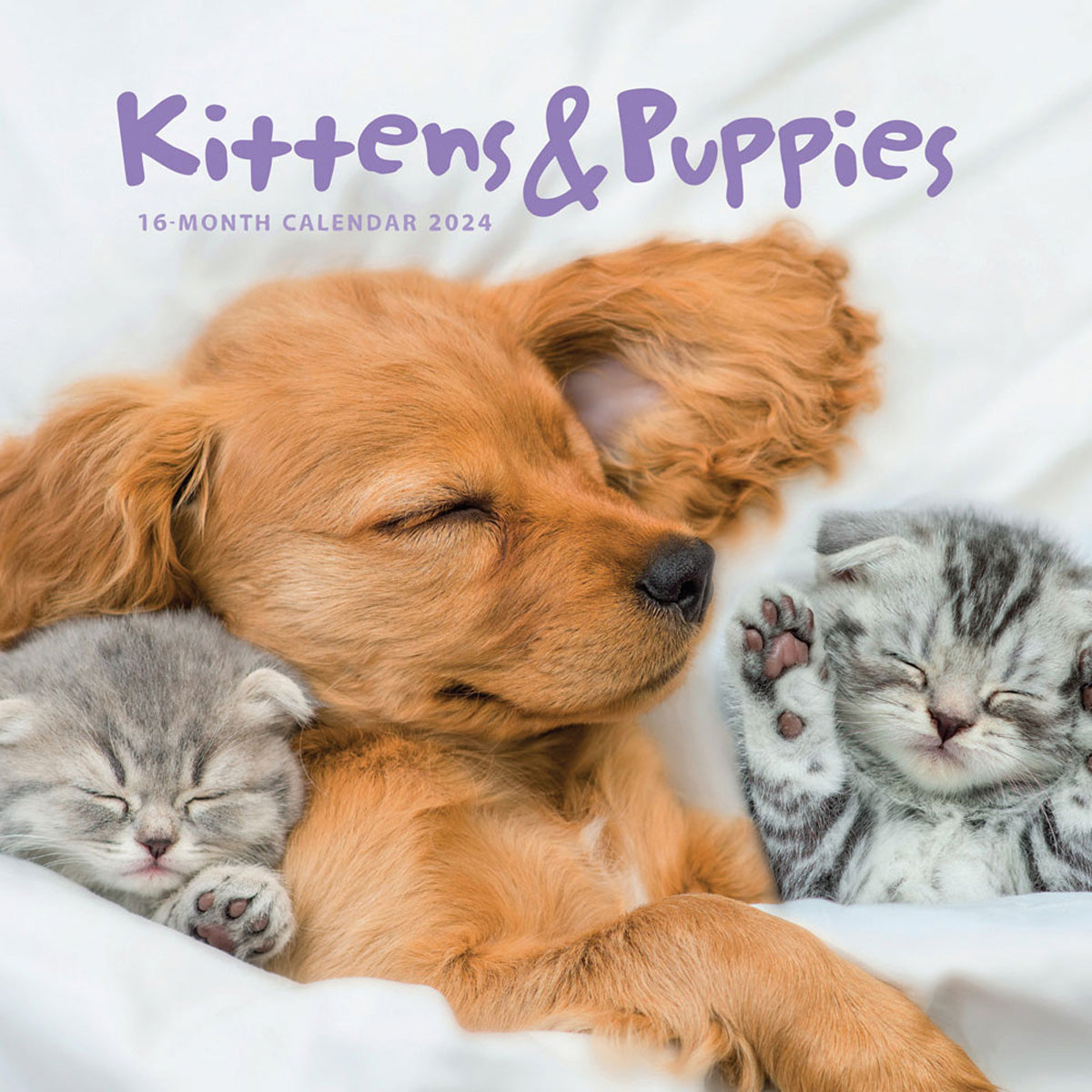 2024 Kittens Puppies Mini Wall Calendar Calendar Club   9781529834451 1200x1200 