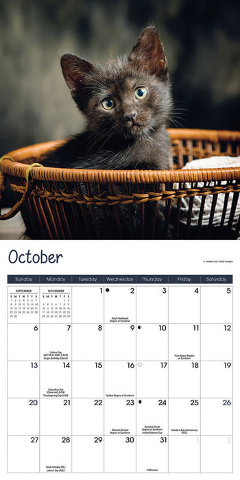 2024 Kittens Mini Wall Calendar