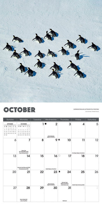 2024 Penguins Wall Calendar