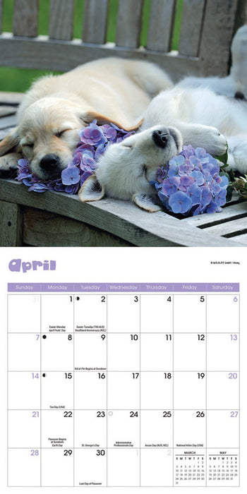 2024 Puppies Mini Wall Calendar