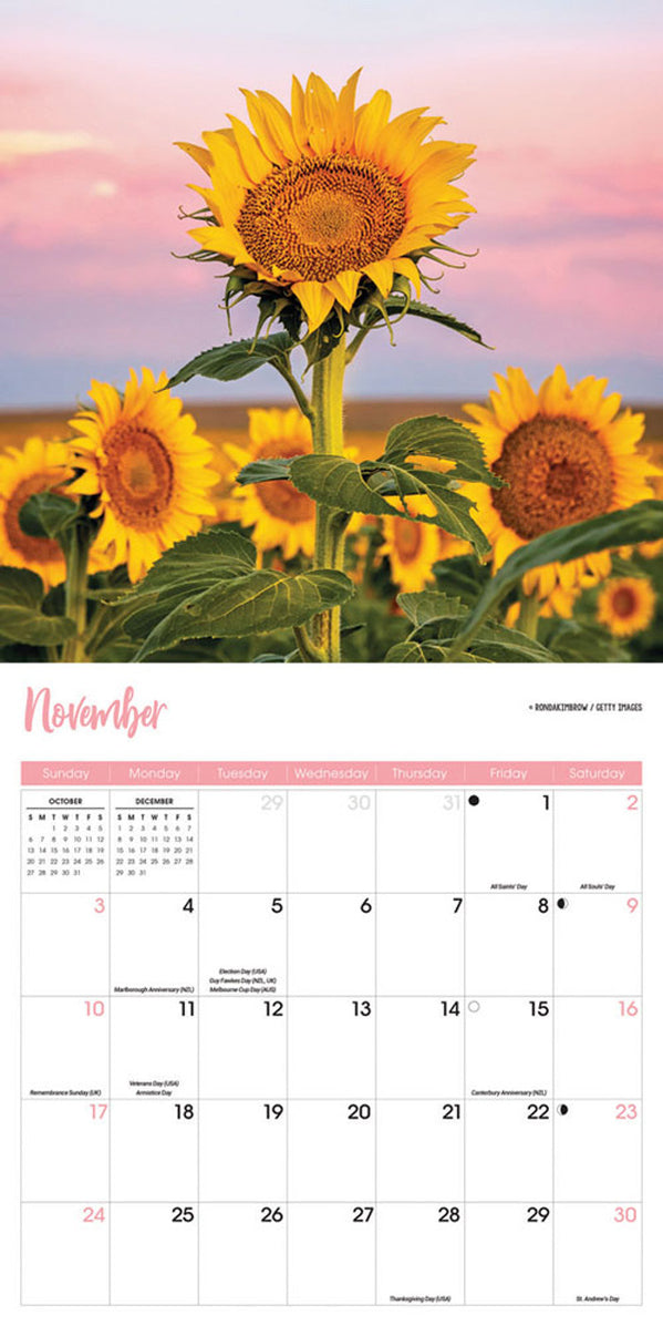 2024 Sunflowers Wall Calendar — Calendar Club