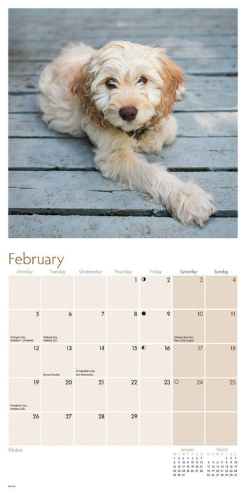 2024 Cockapoo Puppies Mini Wall Calendar