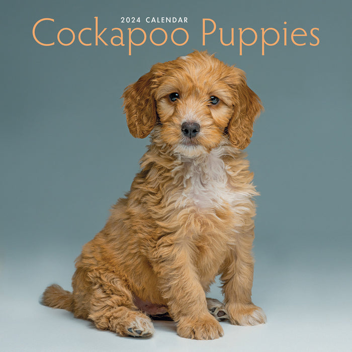 2024 Cockapoo Puppies Mini Wall Calendar