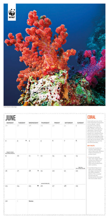 2025 WWF Oceans Wall Calendar