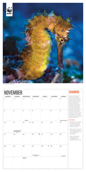 2025 WWF Oceans Wall Calendar