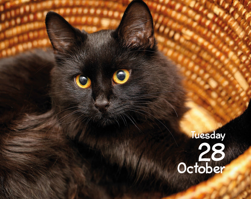 2025 Cats Mini Page-A-Day Calendar