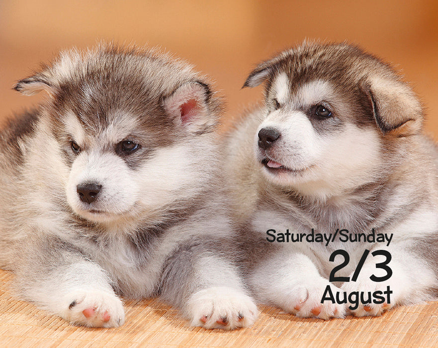2025 Puppies Mini Page-A-Day Calendar