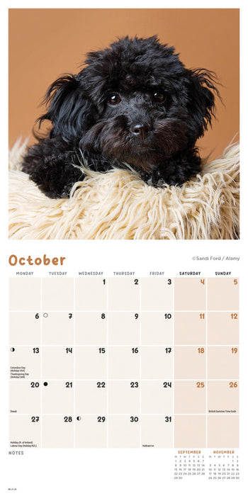 2025 Cockapoo Puppies Mini Wall Calendar