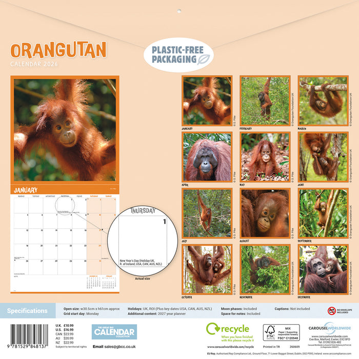 Orangutan 2026 Square Wall Calendar