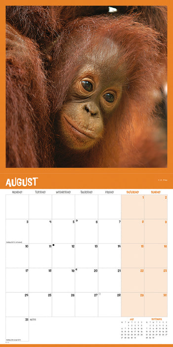 Orangutan 2026 Square Wall Calendar