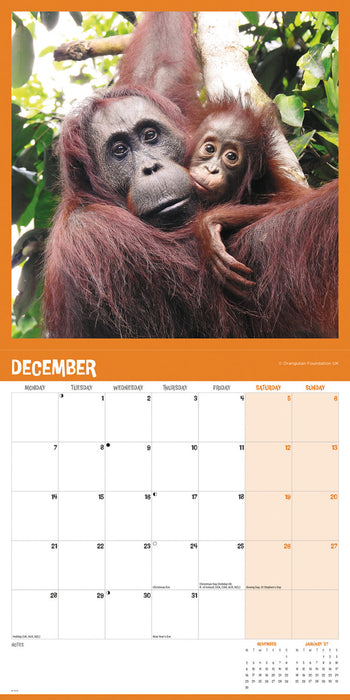 Orangutan 2026 Square Wall Calendar