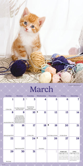 Curious Kittens 2026 Mini Wall Calendar