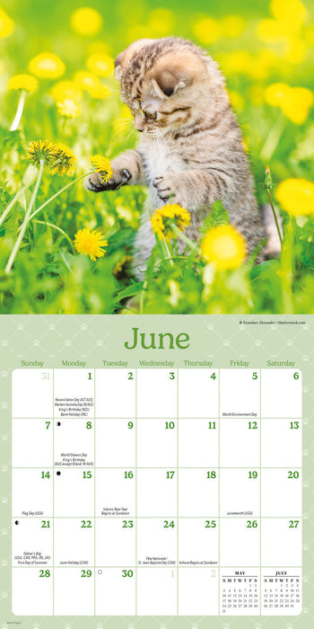 Curious Kittens 2026 Mini Wall Calendar