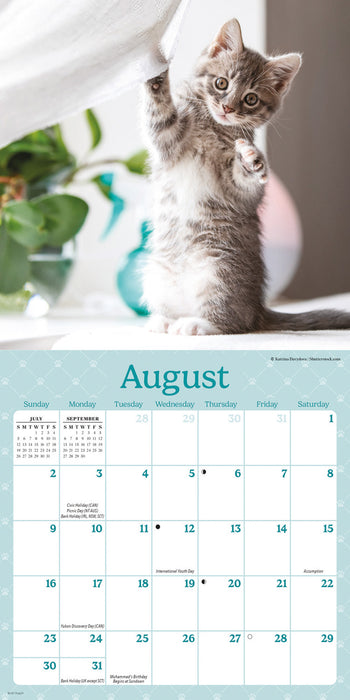 Curious Kittens 2026 Mini Wall Calendar