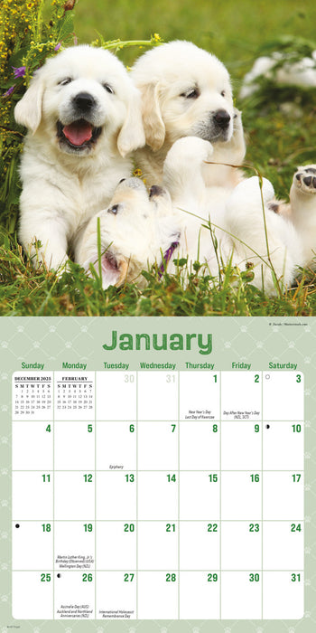 Playful Puppies 2026 Mini Wall Calendar