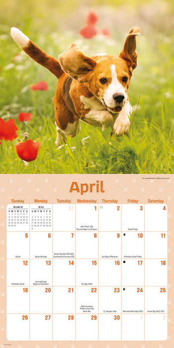 Playful Puppies 2026 Mini Wall Calendar