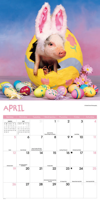 Pigs Playful 2026 Square Wall Calendar