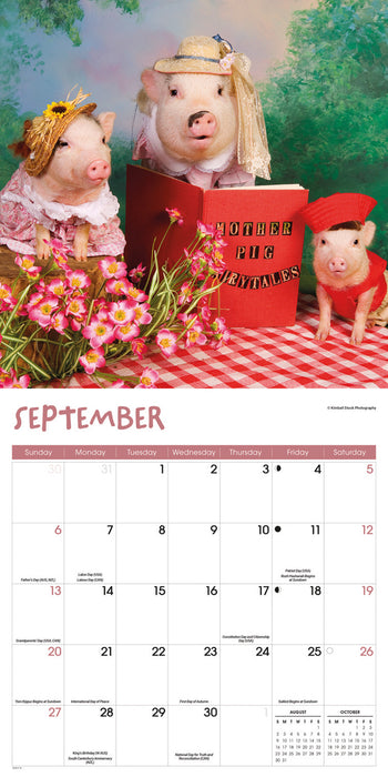 Pigs Playful 2026 Square Wall Calendar