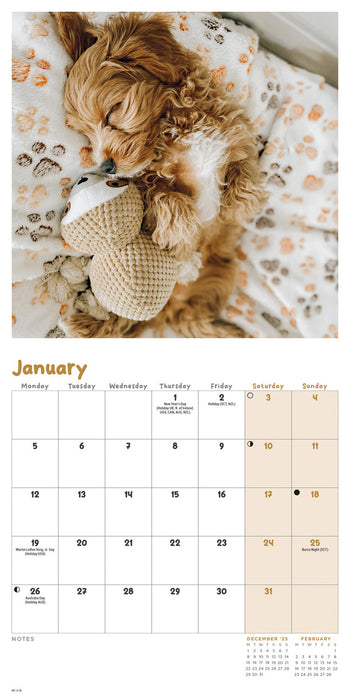 Calendar Club | Cockapoo Puppies 2026 Mini Wall Calendar