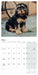 Cockapoo Puppies 2026 Mini Wall Calendar