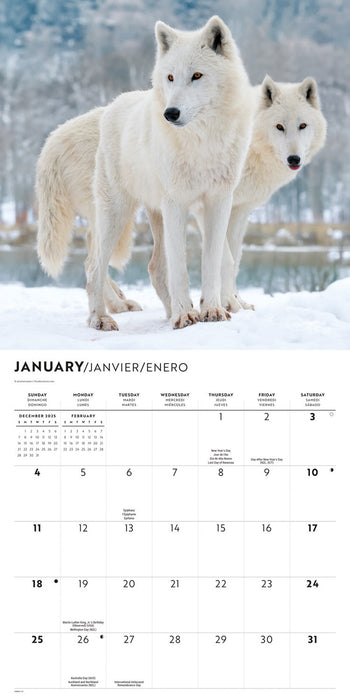 Wolves 2026 Square Wall Calendar