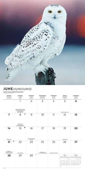 Owls 2026 Square Wall Calendar