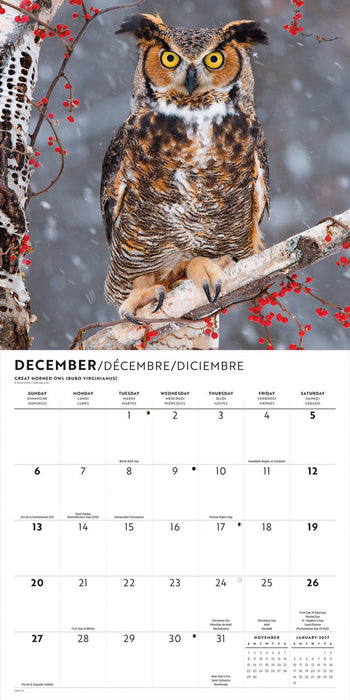 Owls 2026 Square Wall Calendar