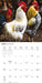 Chickens 2026 Square Wall Calendar