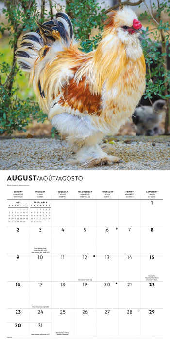 Chickens 2026 Square Wall Calendar