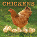 Chickens 2026 Square Wall Calendar