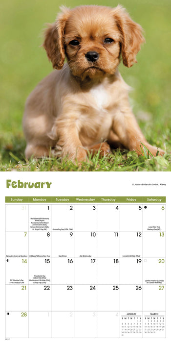 Puppies 2027 Mini Wall Calendar