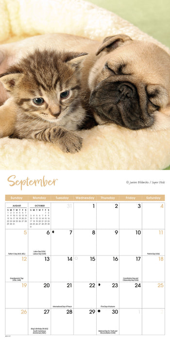 Kittens and Puppies 2027 Mini Wall Calendar