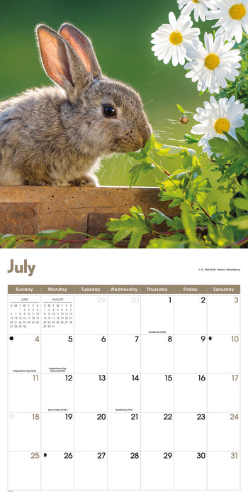 Rabbits 2027 Square Wall Calendar