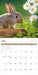 Rabbits 2027 Square Wall Calendar