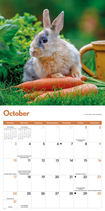 Rabbits 2027 Square Wall Calendar