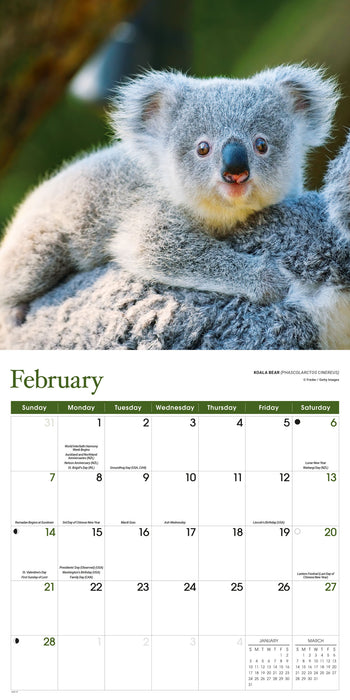 Baby Animals 2027 Square Wall Calendar