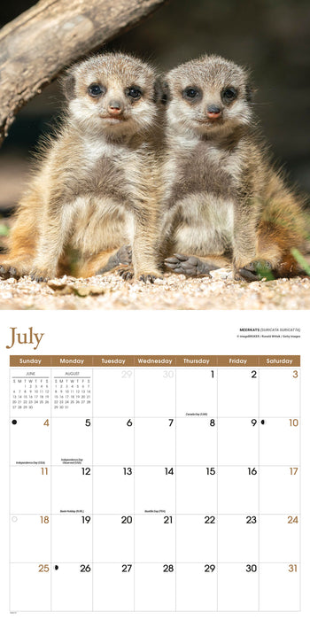 Baby Animals 2027 Square Wall Calendar